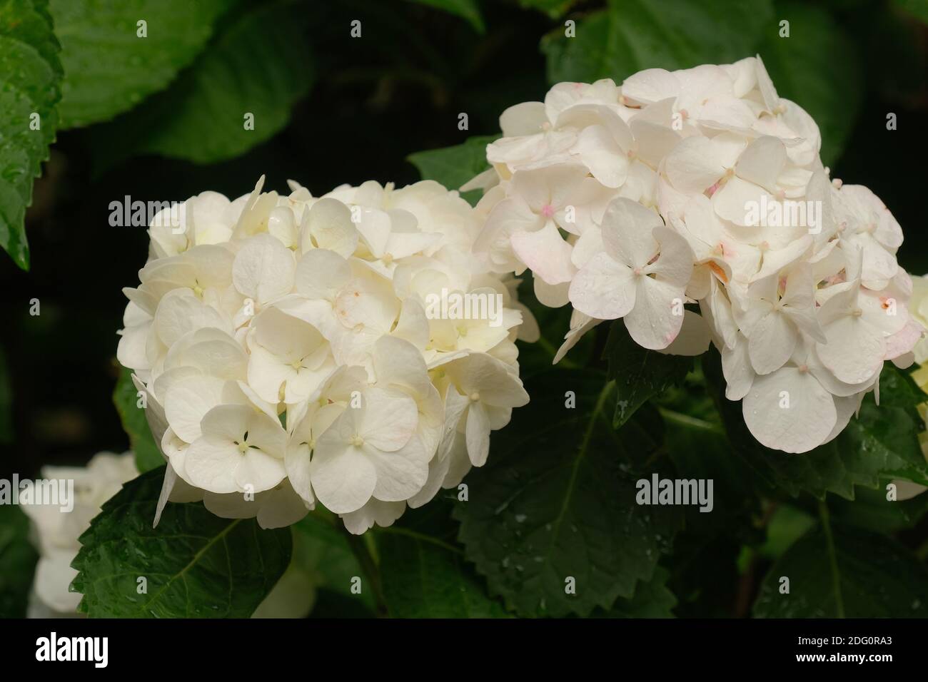 Elegantes Wann Bluhen Hortensien Bild