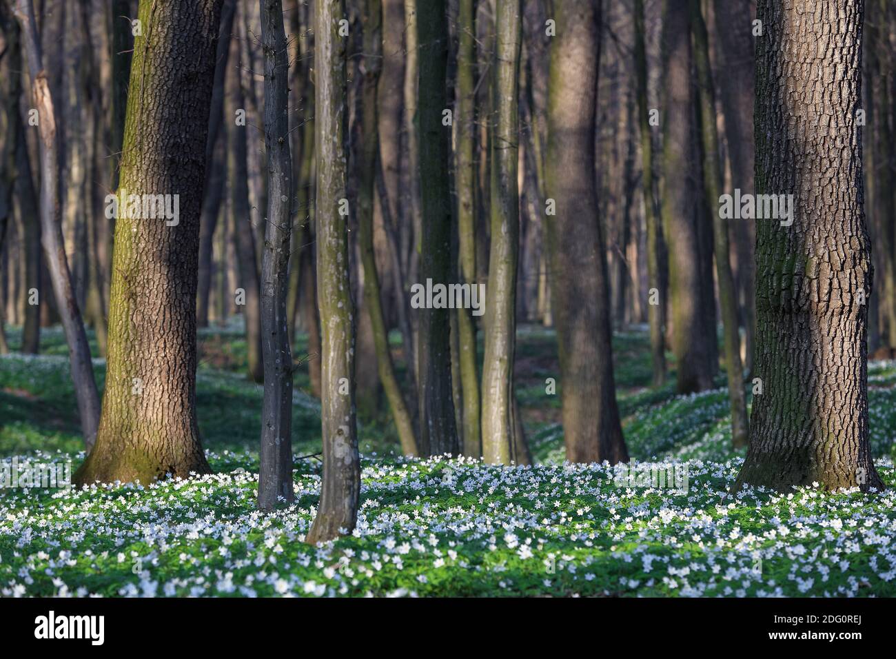 Erstaunlicher sonniger Frühlingstag. Wald mit Eiche. Ein Rasen mit weißen Blüten von Anemone nemorosa bedeckt. Majestätische Frühling Tapete Hintergrund. Stockfoto