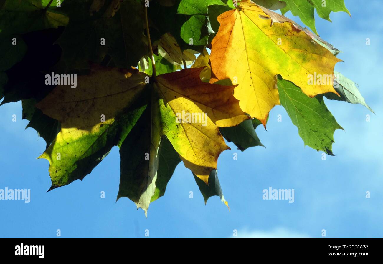 Northumberland flammen die Länge und Breite der Grafschaft mit den Farben des Herbstes.Sonntag 11. Oktober 2020. Stockfoto