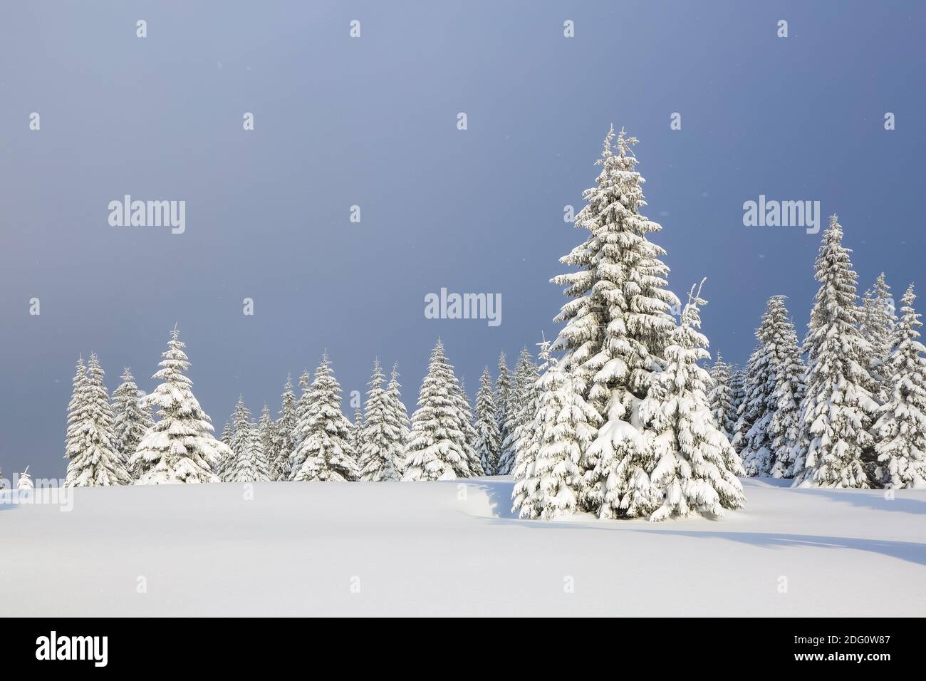 Auf dem mit Schnee bedeckten Rasen stehen die schönen Bäume gegossen mit Schneeflocken an frostigen Wintertagen. Weihnachtswald. Stockfoto