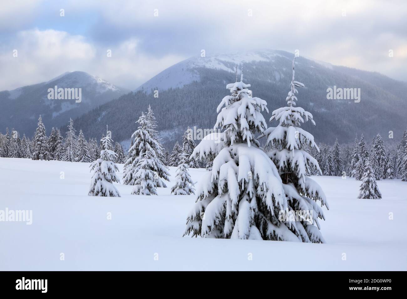 Winterlandschaft. Natürliche Landschaft mit schönen Himmel. Erstaunlich auf dem mit Schnee bedeckten Rasen stehen die schönen Bäume gegossen mit Schneeflocken. Touris Stockfoto