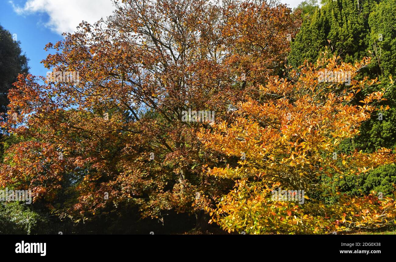 Wenn die Landschaften Großbritanniens beginnen, ihre Farbe zu ändern, goldene Blätter den Boden bespritzen und¿ einen offiziellen Hauch von Herbst in der Luft gibt, gibt¿ nichts Besseres, als nach draußen zu gehen, um diese magische Zeit des Jahres zu erleben. Tyntesfield ist ein viktorianisches neugotisches Haus und Anwesen in der Nähe von Wraxall, North Somerset, Sonntag, 11. Oktober 2020. Stockfoto