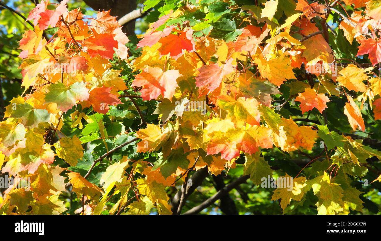 Northumberland flammen die Länge und Breite der Grafschaft mit den Farben des Herbstes.Sonntag 11. Oktober 2020. Stockfoto