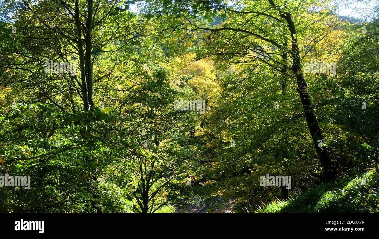 Northumberland verzaubern die Länge und Breite der Grafschaft mit den Farben des Herbstes. Bäume in der Allen Gorge.Sonntag 11. Oktober 2020. Stockfoto