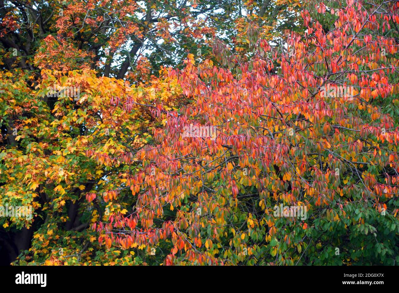 Herbstfarben im Tyne Valley, Newcastle, Freitag, 18. Oktober 2019. Stockfoto
