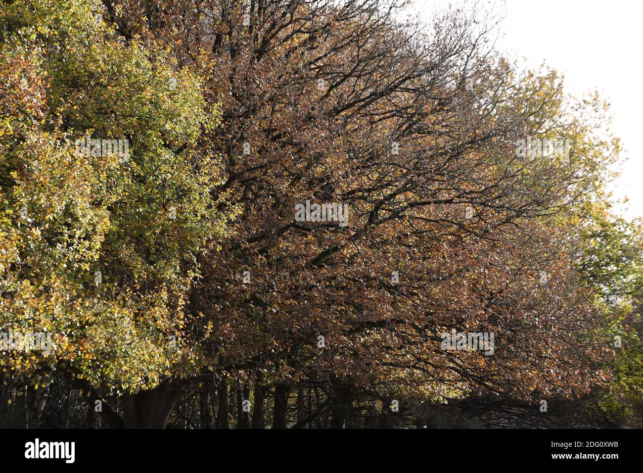Im Bild: Wanderer, die den späten Herbstsonnen im Sutton Park, Sutton Coldfield, Birmingham, Donnerstag, 12. November 2020 genießen. Viele Menschen nutzen die Gelegenheit zu öffentlichen Bereichen während des Monats lange Sperre für ein zweites Mal. Stockfoto