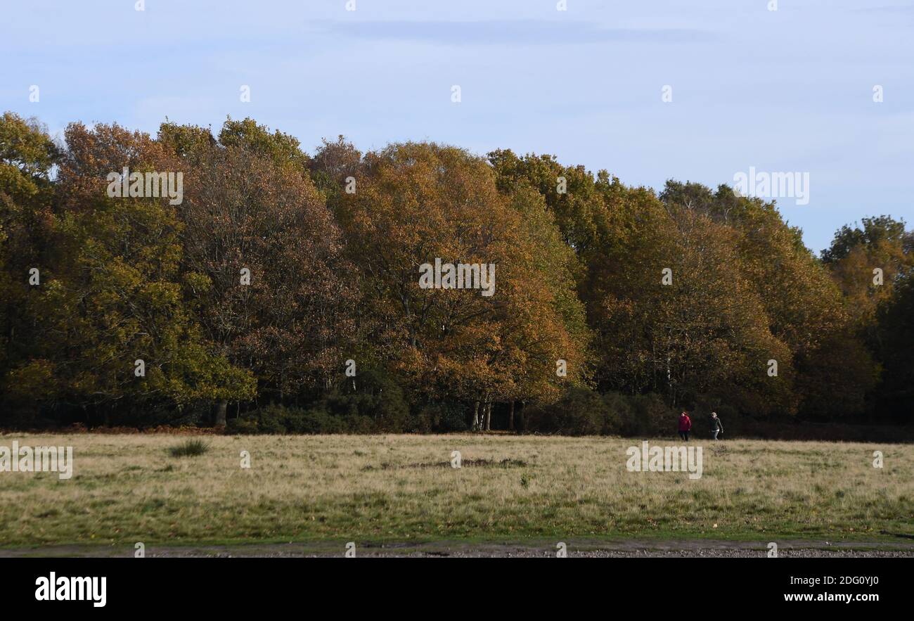 Im Bild: Wanderer, die den späten Herbstsonnen im Sutton Park, Sutton Coldfield, Birmingham, Donnerstag, 12. November 2020 genießen. Viele Menschen nutzen die Gelegenheit zu öffentlichen Bereichen während des Monats lange Sperre für ein zweites Mal. Stockfoto