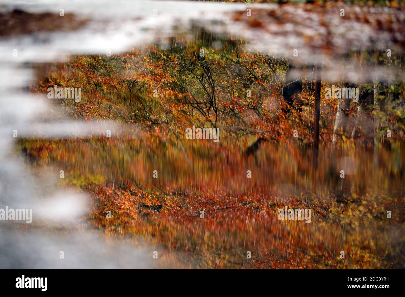 Herbstszene am Lake Vyrnwy. Im Bild: Buchenwälder, die sich in Pfützen am Straßenrand spiegeln, Donnerstag, 5. November 2020. Stockfoto