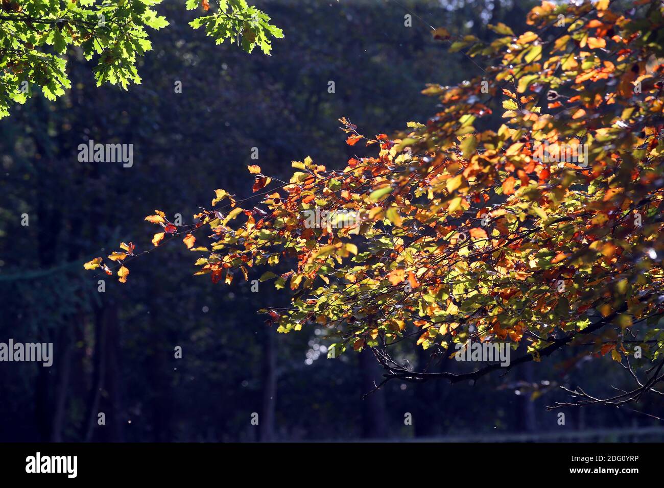Herbstfarben im Tyne Valley, Newcastle, Freitag, 18. Oktober 2019. Stockfoto