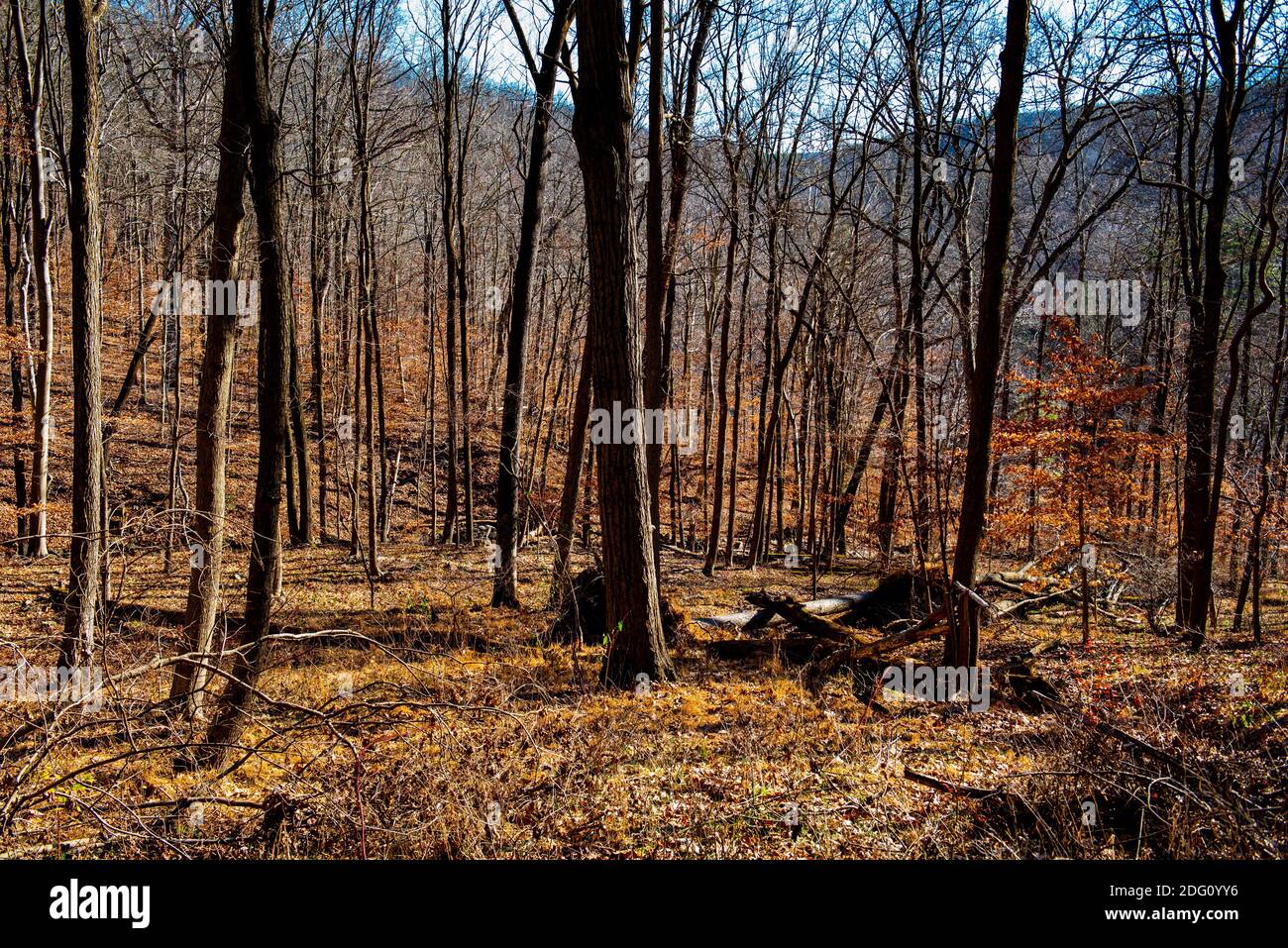 High Rocks State Park, Pennsylvania, USA. Karge Bäume und spärliches Unterholz und ein Hintergrund entfernter Berge von Chris Baker Evens. Dezember 06, Stockfoto