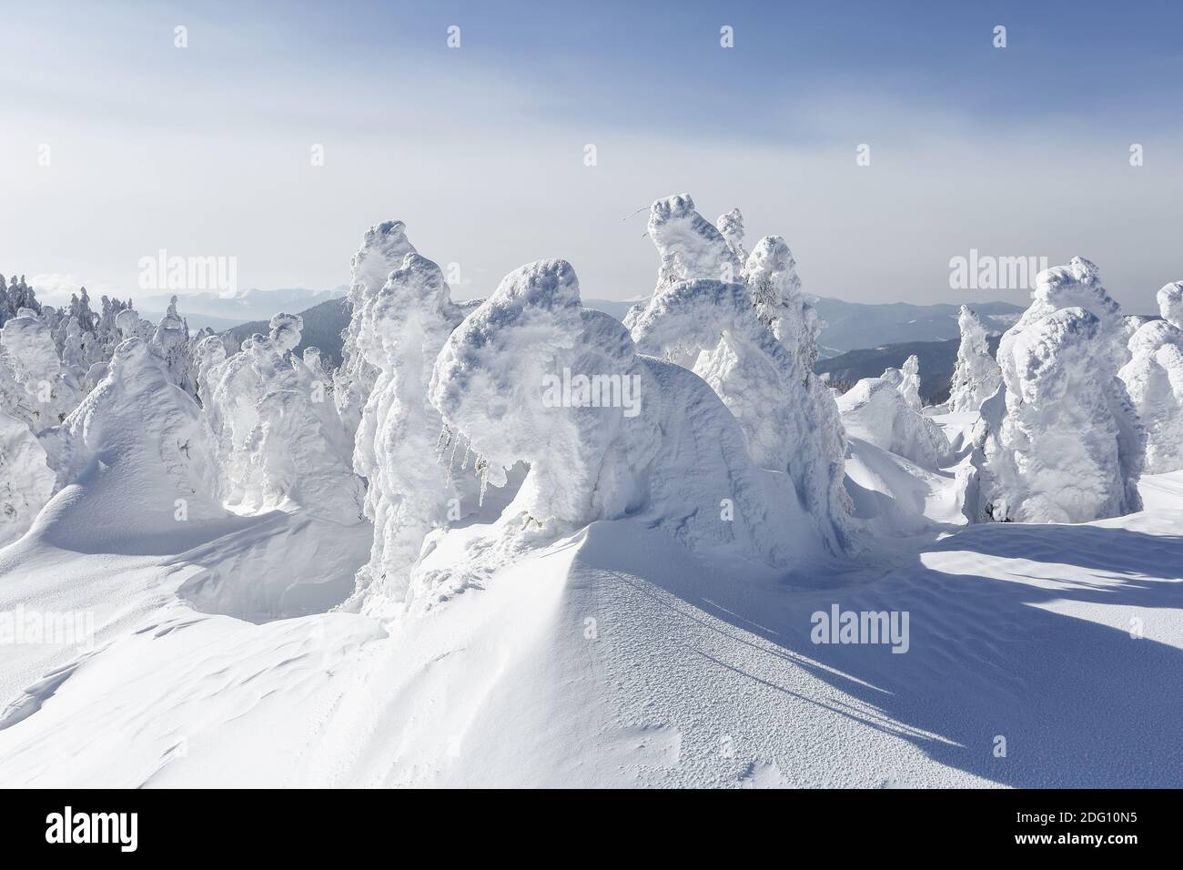 Winterlandschaft. Auf dem mit Schnee bedeckten Rasen stehen die Fichten gegossen mit Schneeflocken an frostigen Tagen. Stockfoto