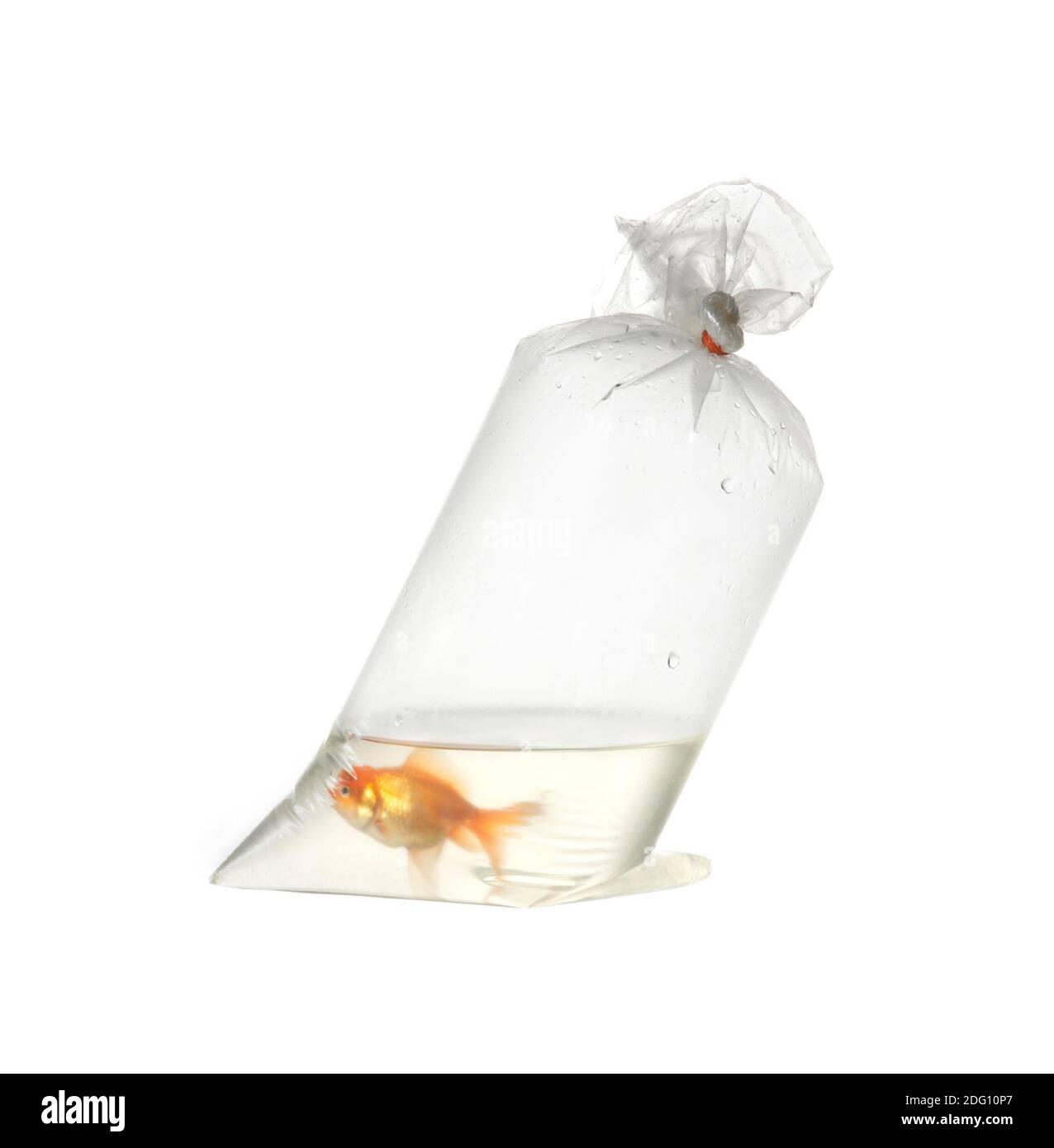 Goldfisch in Plastikverpackung Stockfoto