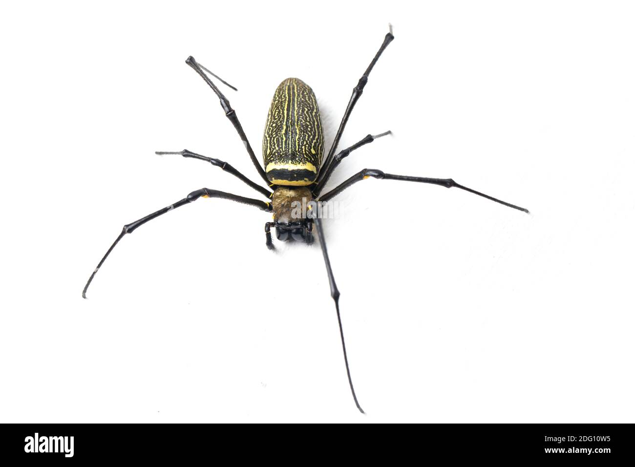 Riesige Holzspinnen oder Golden Orb Web Spider, Nephila maculata - isoliert auf weißem Hintergrund Stockfoto