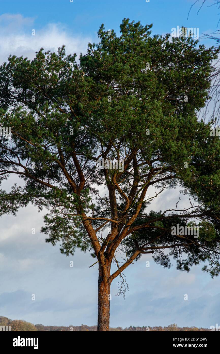 Eine Kiefer mit einem blauen Himmel und fleckigen Wolken im Hintergrund. Bild vom Vomb See in Scania County, Schweden Stockfoto