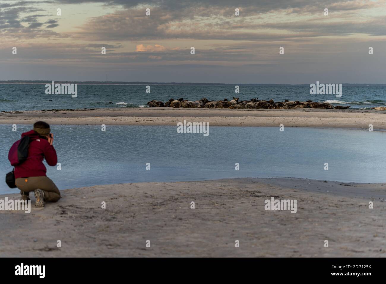 15. November 2020 - Falsterbo, Schweden: Eine Frau fotografiert eine Seehundkolonie. Viele nutzen die Gelegenheit, die Natur zu erleben und dabei soziale Distanz während der Corona-Zeit zu bewahren Stockfoto