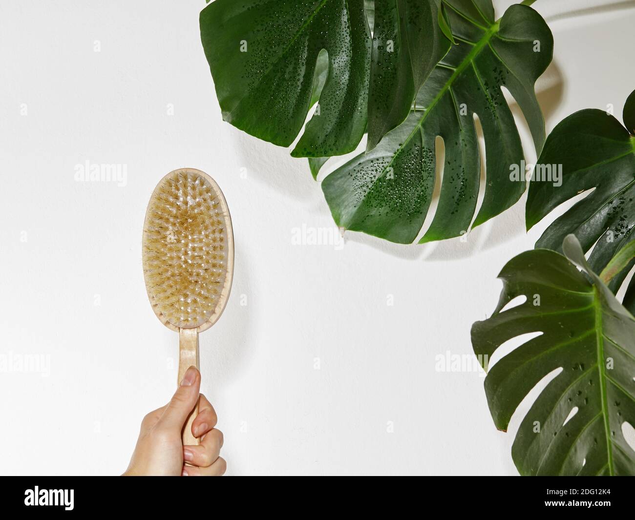 Sauna Körperpflege. Grünes Palmenblatt auf weißem Hintergrund. Massage Körperbürste, Bad-Accessoires. Speicherplatz Kopieren Stockfoto