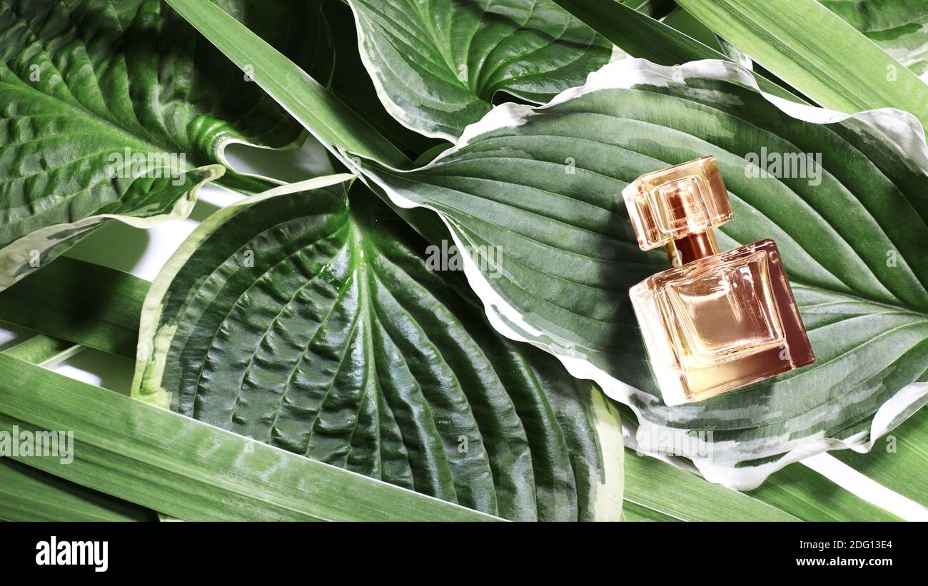 Parfüm Flasche auf frischen Blättern Hintergrund. Schönheitskonzept für Kosmetik-, Parfüm-, Duft- und Aromaölprodukte. Flach Liegend Stockfoto