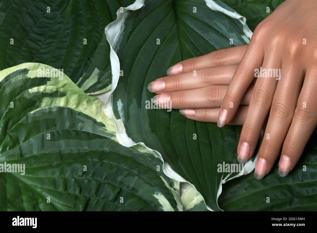 Schöne weibliche Palmen mit perfekten natürlichen Maniküre. Natürliche Kosmetik für die Handpflege. Leichte Nails Polieren, weiche Haut. Sommerbehandlung für die Hände Stockfoto