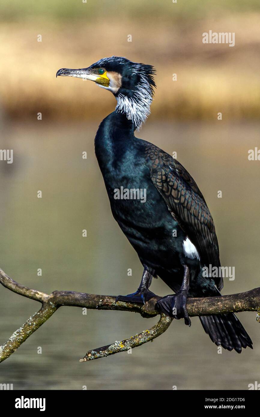 Kormoran (Phalacrocorax Carbo) Stockfoto