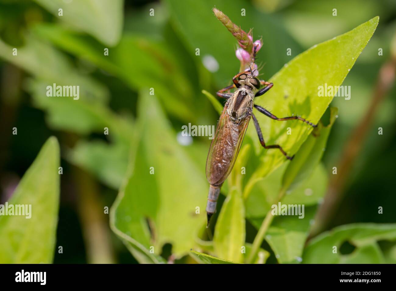 Nahaufnahme der Räuberfliege, die eine Wespe tötet und frisst. Konzept der Insekten- und Wildtierschutz, Lebensraumschutz und Garten mit Gartenblumen Stockfoto