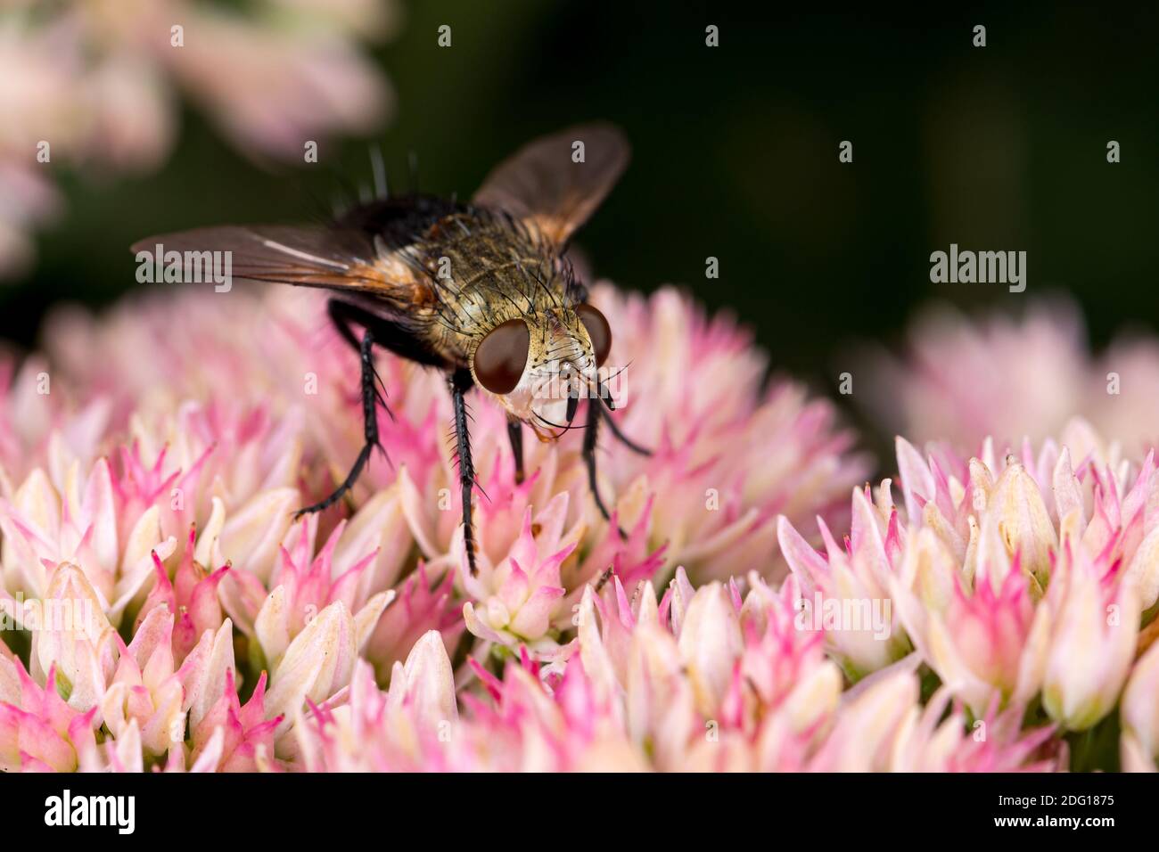 Tachinid Fliegen auf Sedum Pflanze. Konzept der Insekten-und Wildtierschutz, natürliche Schädlingsbekämpfung und Garten Blumen. Stockfoto