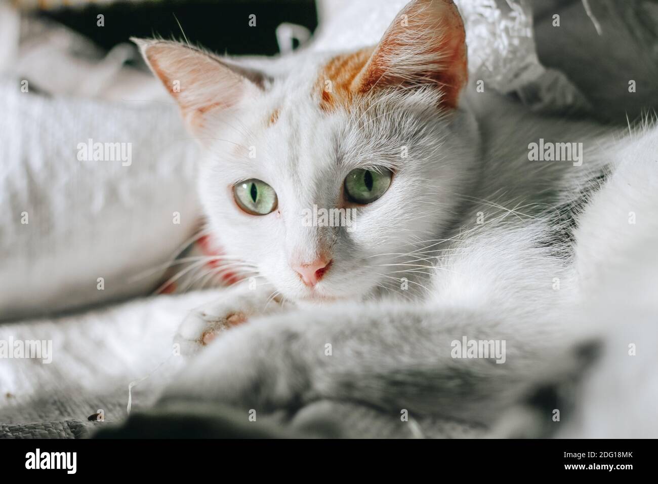 Nahaufnahme von weißer Farbe und orangefarbenem Fleck mit grünen Augen in weißer Decke. Stockfoto