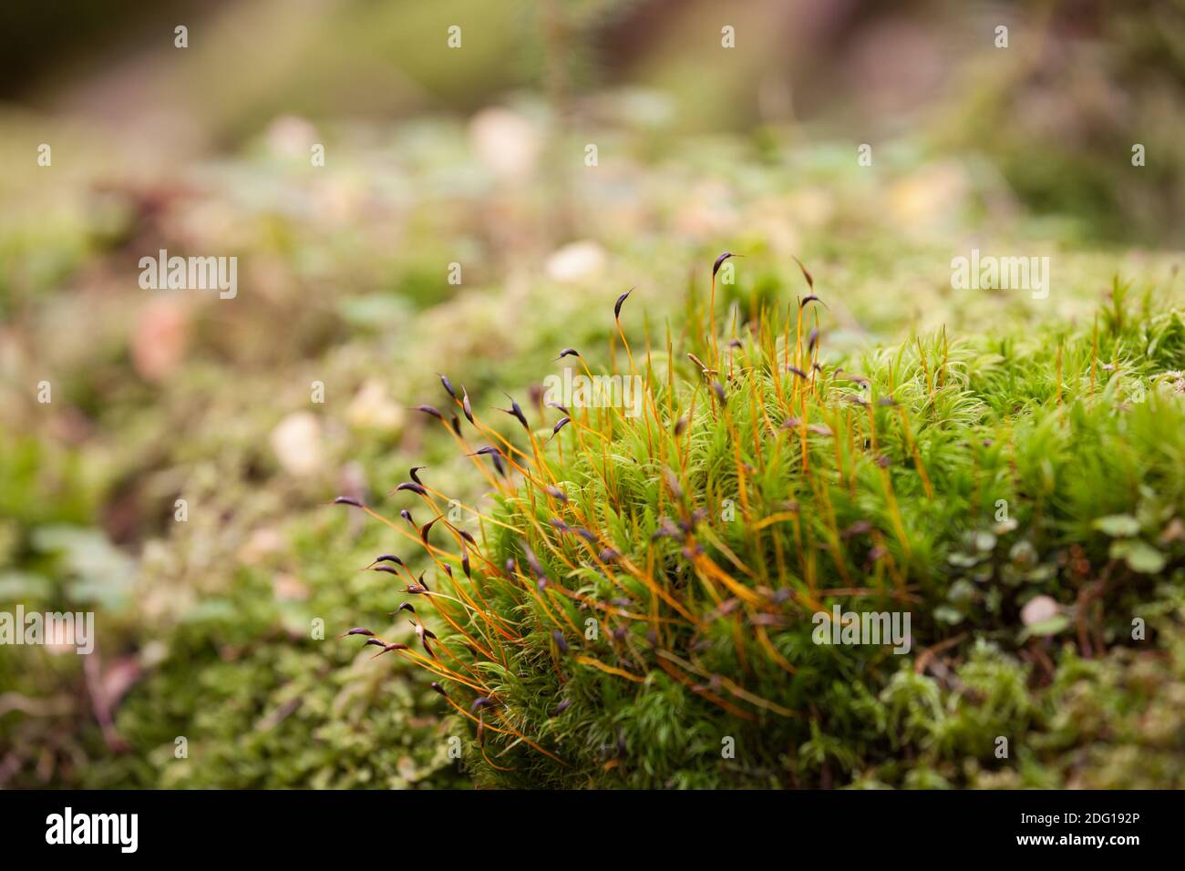 Grünes Moos im Wald Stockfoto