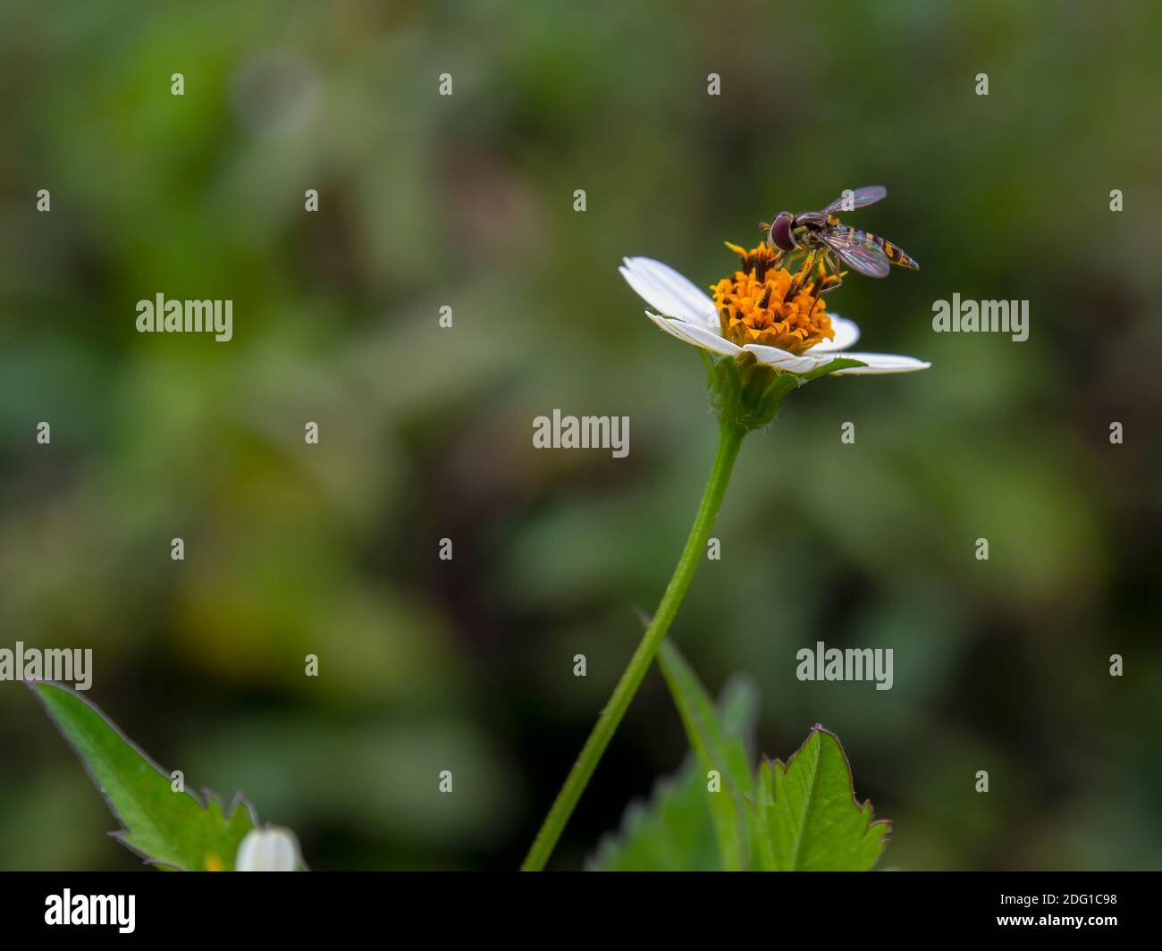 Makrofotografie einer Schwebefliege auf einer weißen Wildblume. Aufgenommen auf einem Feld in der Nähe der Stadt Gachantiva im zentralen Andengebirge Kolumbiens. Stockfoto