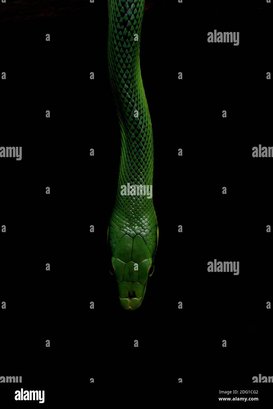 Grüne Schlange auf schwarzem Hintergrund Stockfoto