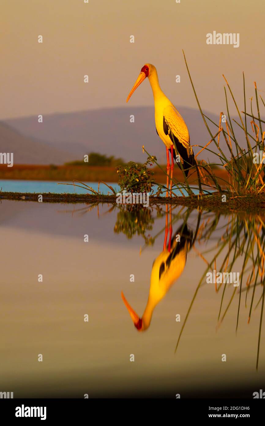 Ein einziger gelber Storch Mycteria Ibis steht voll Höhe auf einem grasbewachsenen Ufer und spiegelt sich in der Still Wasser einer angrenzenden Lagune Stockfoto