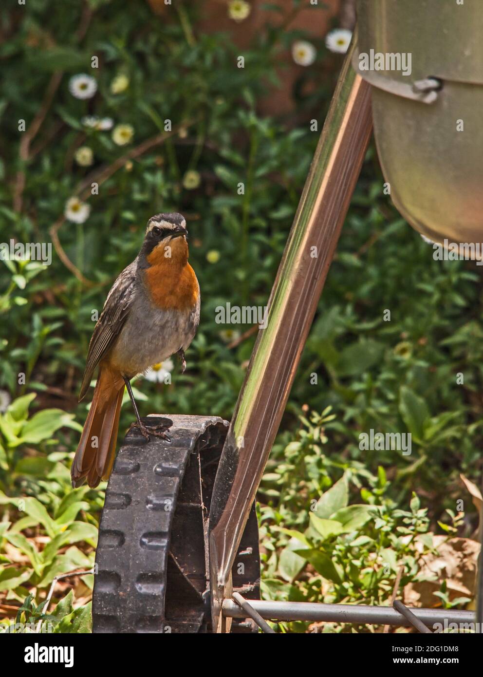 Cape Robin-Chat, Cossypha caffra im Garten 8991 Stockfoto