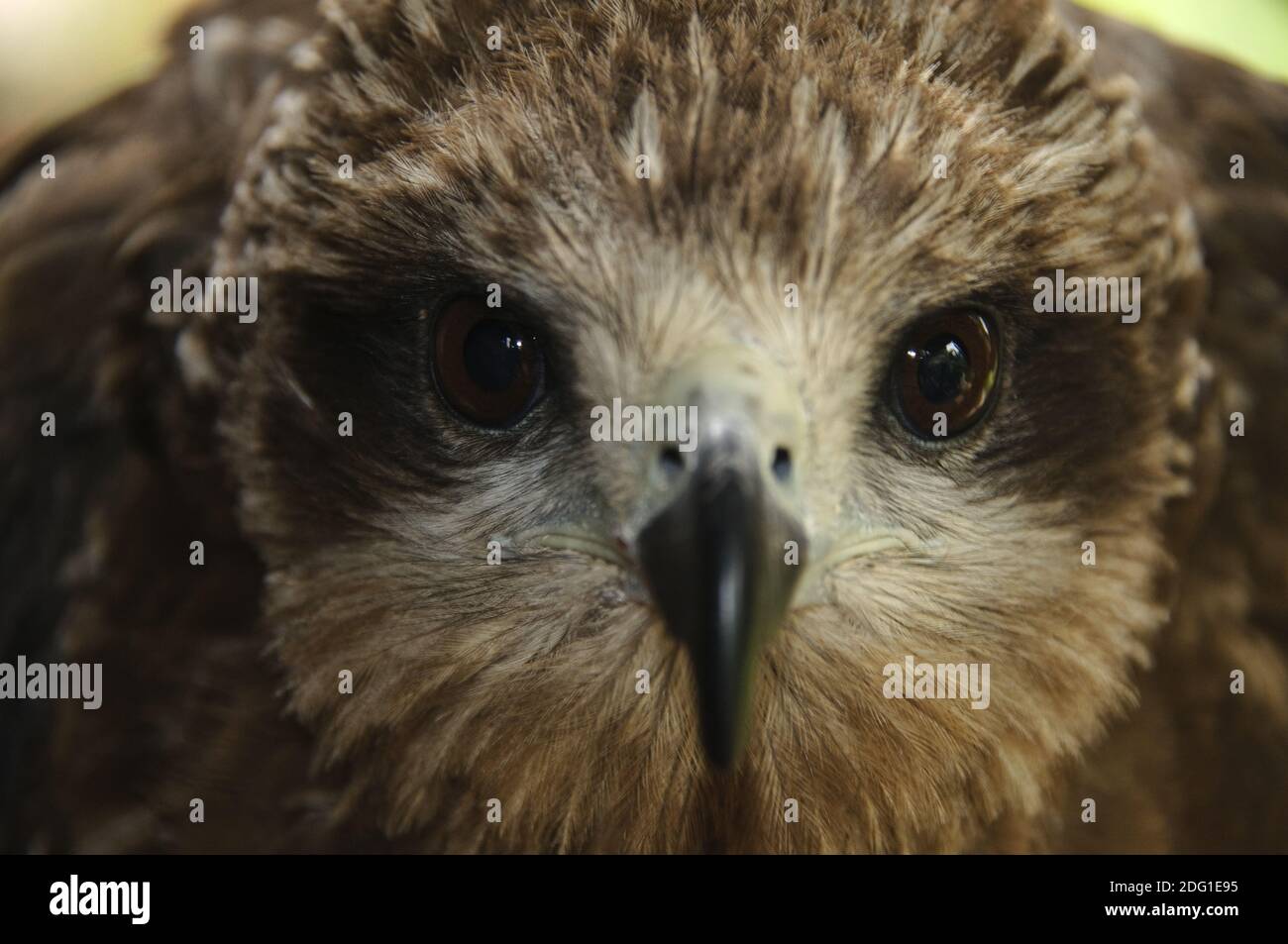 Porträt von einem Bussard Stockfoto