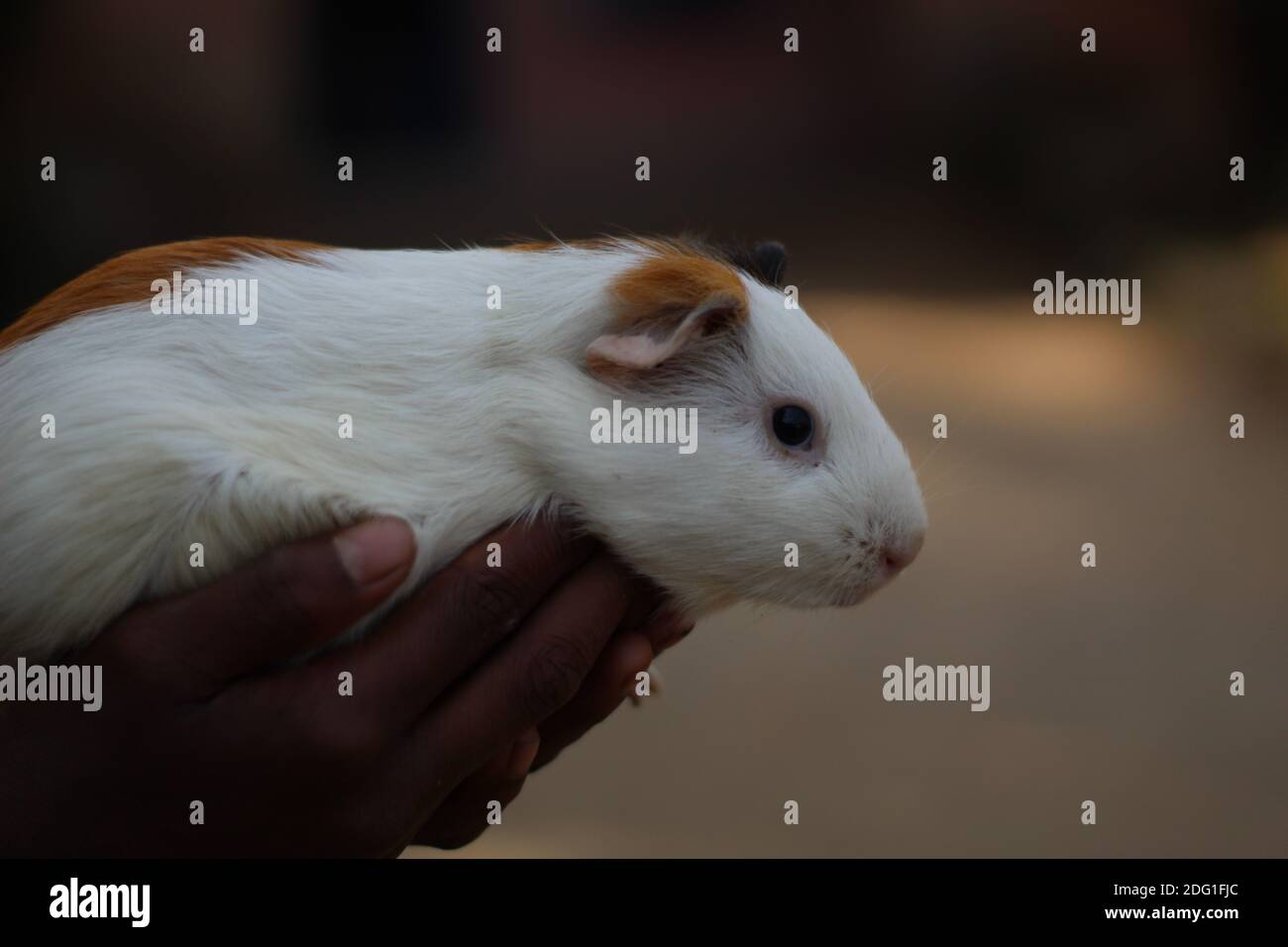 Niedliche Meerschweinchen in schönen Weichheit Hintergrund kleine Haustier Meerschweinchen Schwein Nahaufnahme Gesicht Foto Meerschweinchen Tapete Stockfoto