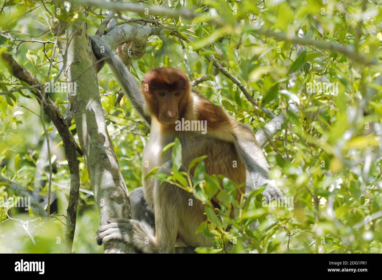 Proboscis-Affe auf einem Mangrovenbaum auf der Insel Borneo, Sarawak, Malaysia Stockfoto