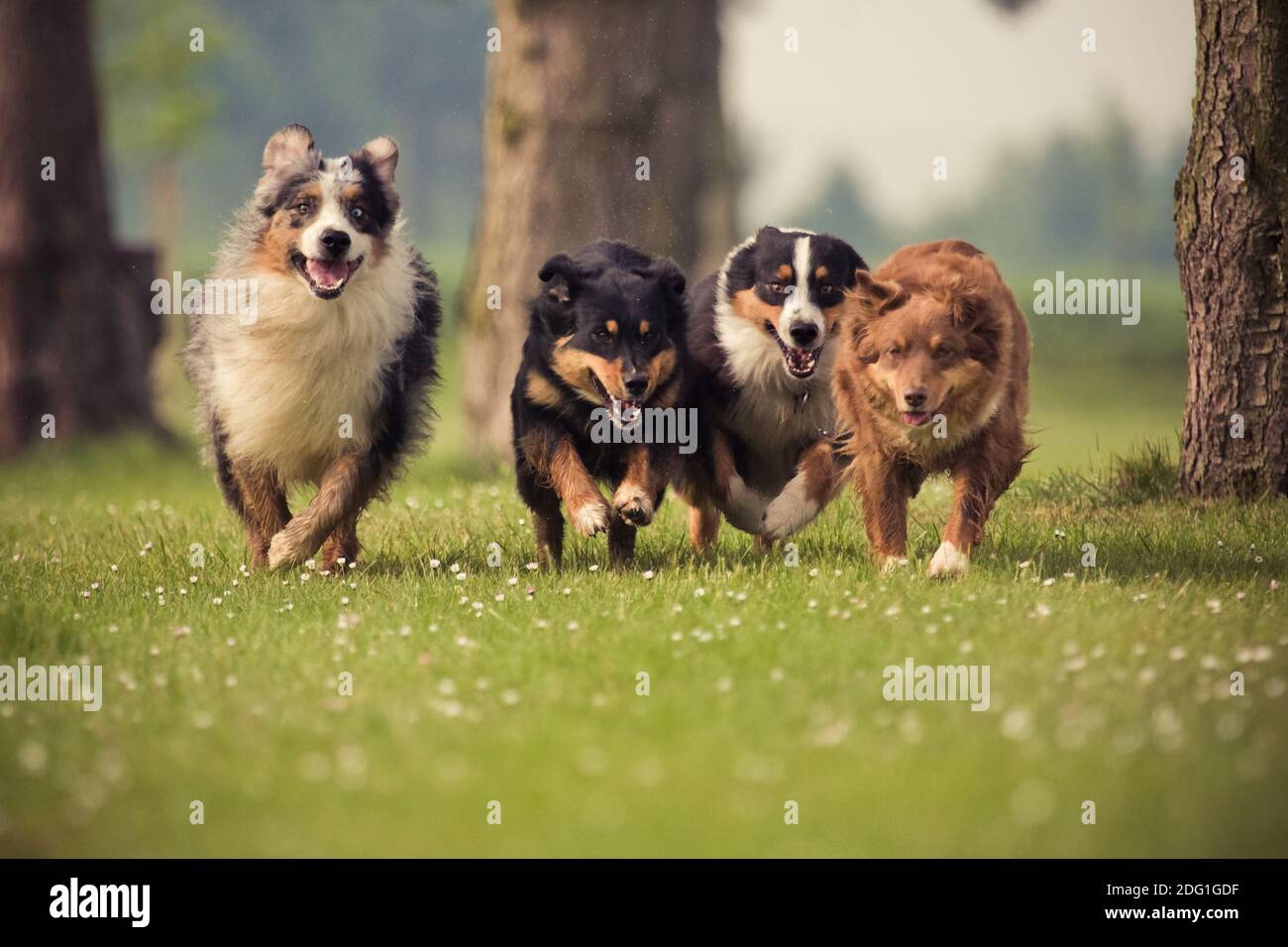 Vier australische Schäferhunde in einem Wettbewerb Stockfoto