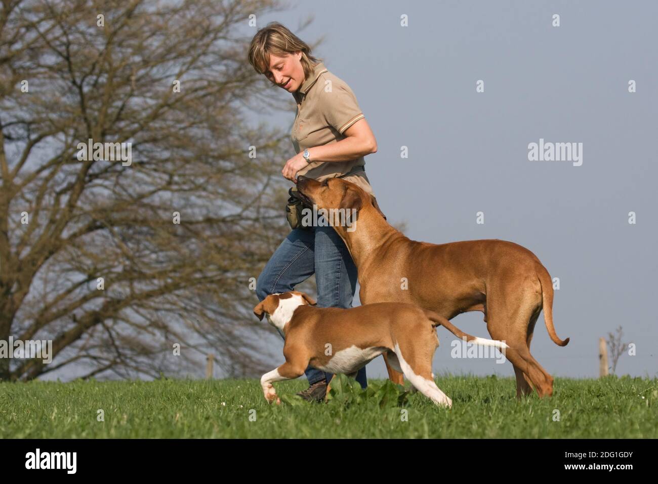 Frau mit zwei Hunden im Freien Stockfoto