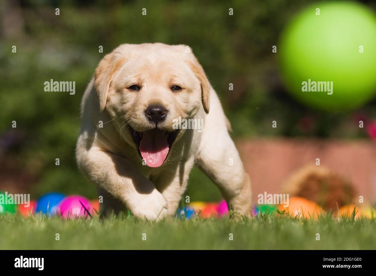 Labrador Welpe läuft nach einem Ball Stockfoto