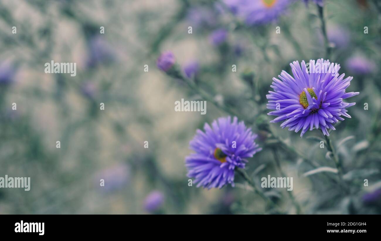 Selektiver Fokus auf violett-Lavendel Aster Alpinus oder blaue Alpendaisy Auf unscharfen Garten Blumenbeet Hintergrund Stockfoto