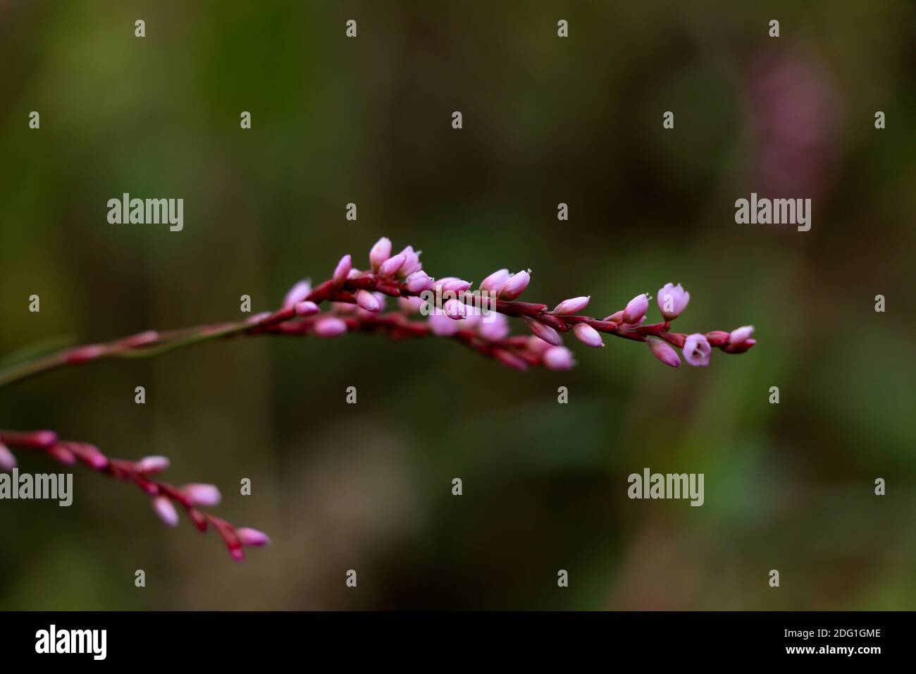 Blume des Damendaumens oder Persicaria maculosa Pflanze, Buchweizen Familie Stockfoto