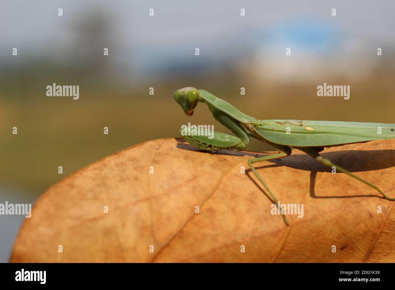 Tödliche grüne Mantis auf Blatt bereit, auf Beute zu jagen Wilde grüne Mantis auf Blatt in Jungle Insektenfotografie hd Stockfoto