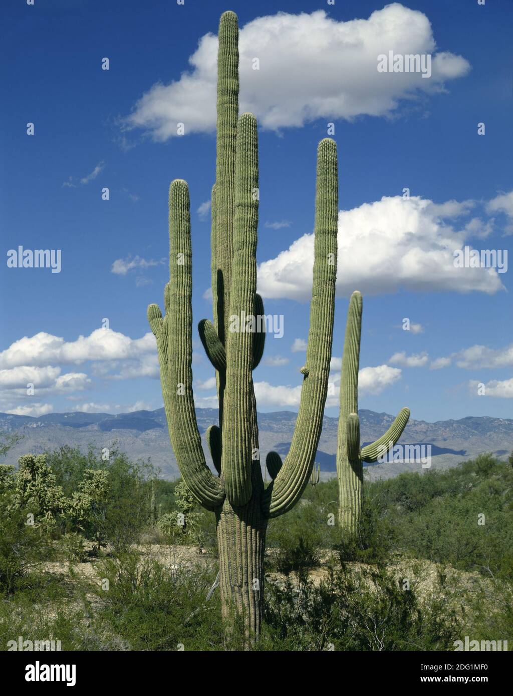 Riesiger Saguaro Kaktus in der Wüste von Arizona Stockfoto