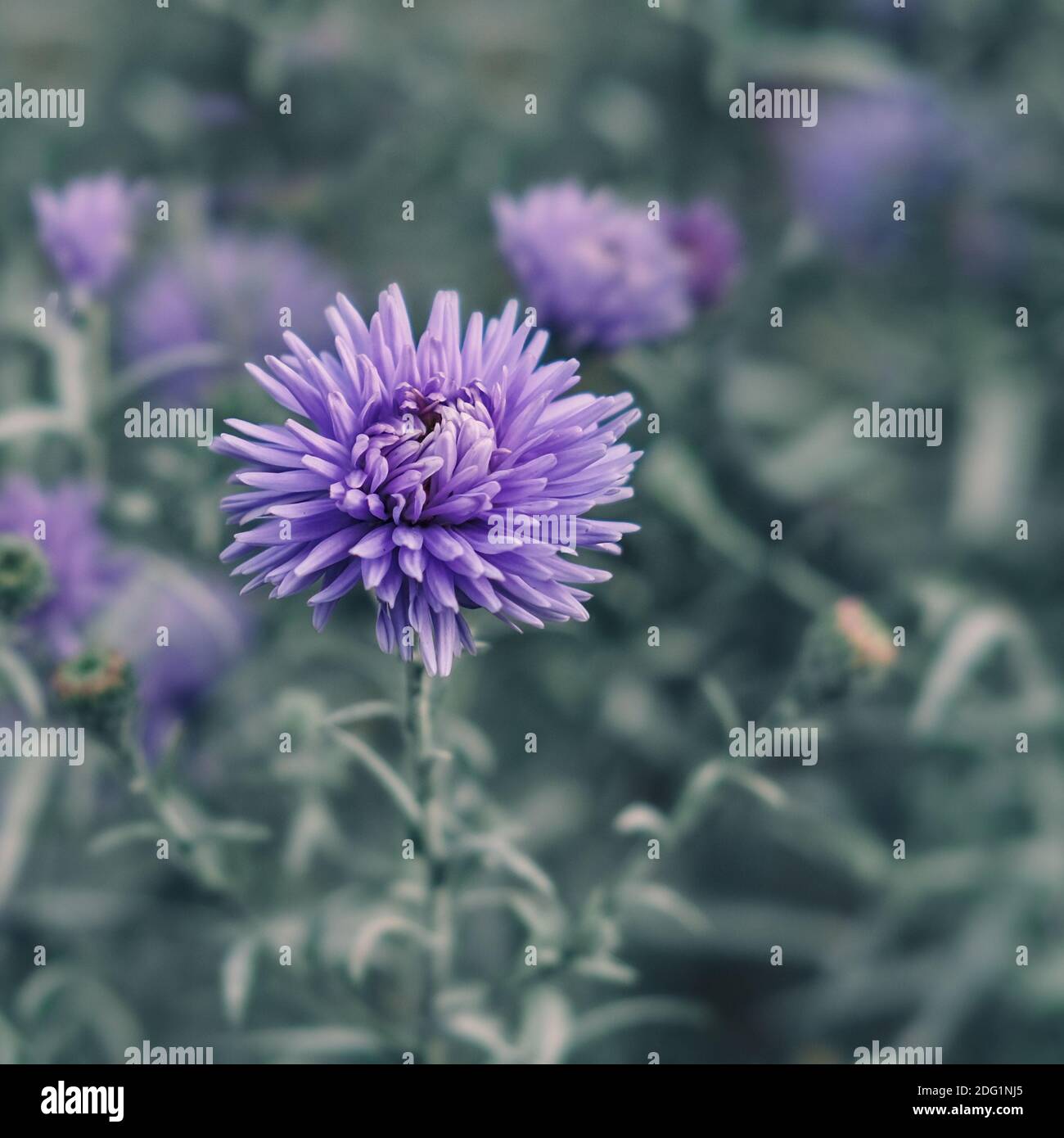 Selektiver Fokus auf violett-Lavendel Aster Alpinus oder blau Alpine Daisy auf verschwommenem Gartenblumenbeet Hintergrund in Trendfarbe Tidewater Green. Stockfoto