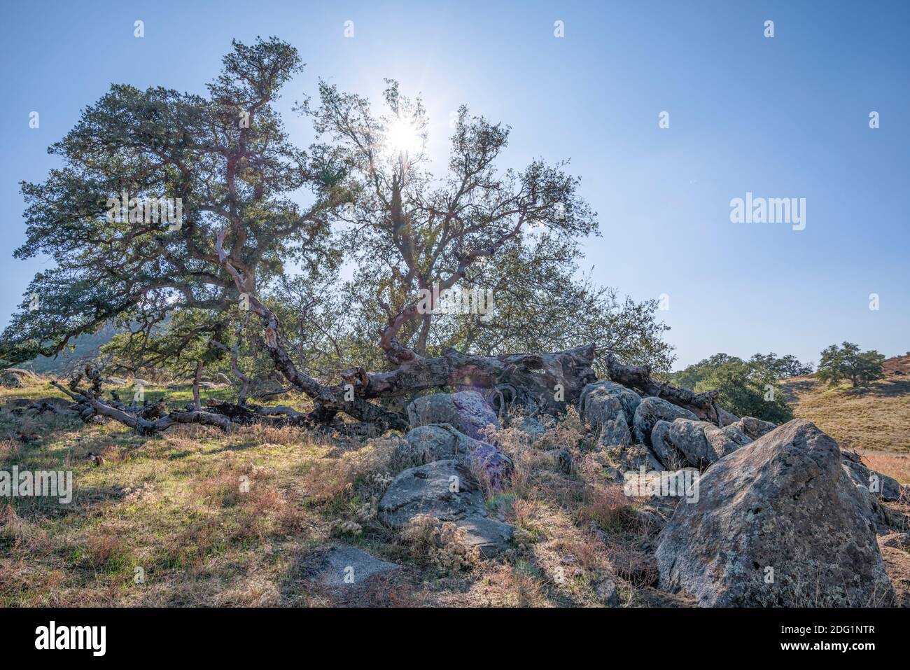 Santa Ysabel Open Space Preserve West. Ramona, CA, USA. Fotografiert im Monat November auf dem Lower Creek Trail. Stockfoto