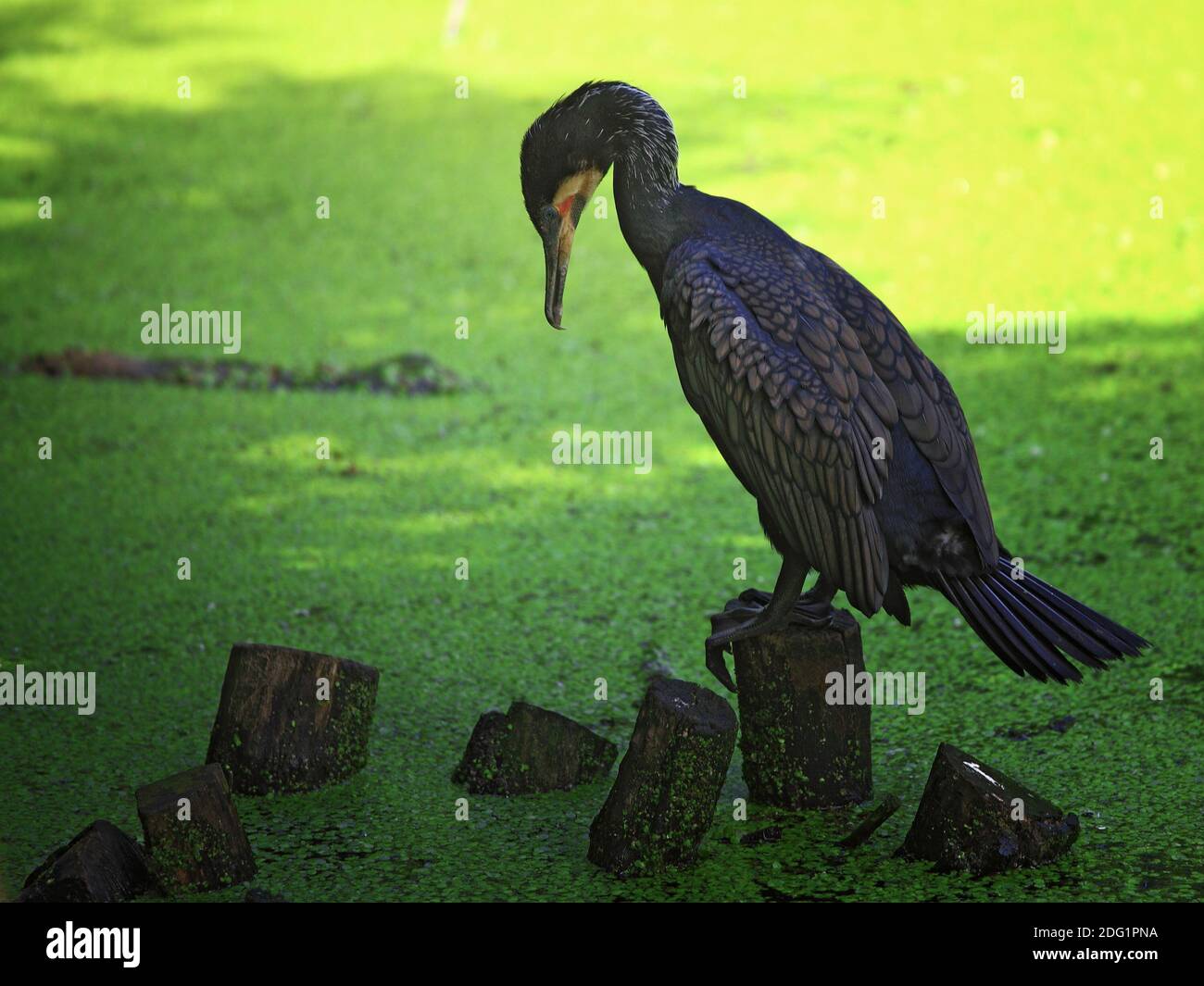 Wild Bird Hintergrund Stockfoto