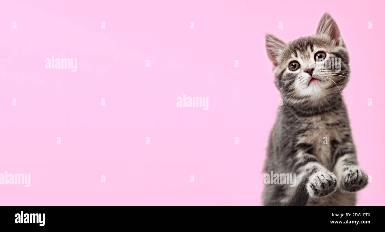 Tabby Kätzchen auf farbigem Hintergrund. Schöne verspielte Babykatze mit Pfoten auf rosa Hintergrund. Haustier Tier auf langen Web-Banner mit Kopierplatz. Kätzchen-Pads Stockfoto