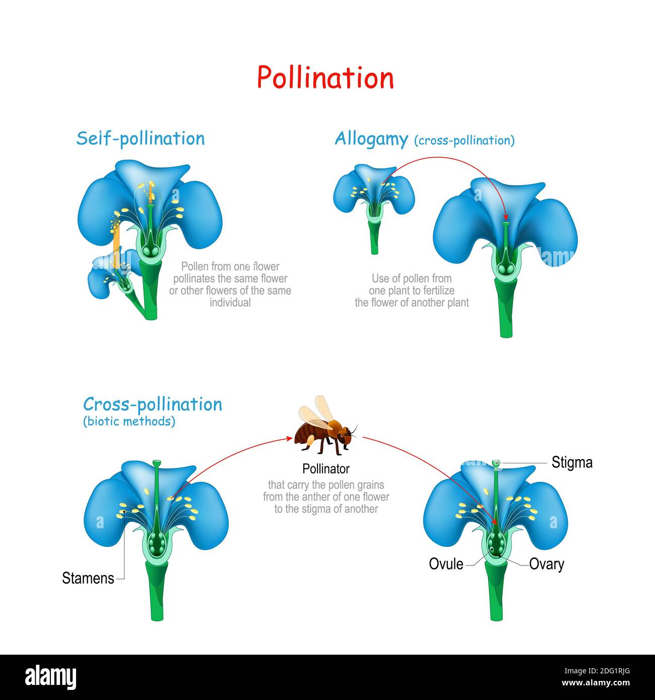 Bestäubung der Blume durch Biene. Selbstbestäubung, Allogamy und Kreuzbestäubung durch biotische Methoden. Nützlich für Studium Botanik und Wissenschaft Bildung Stockfoto