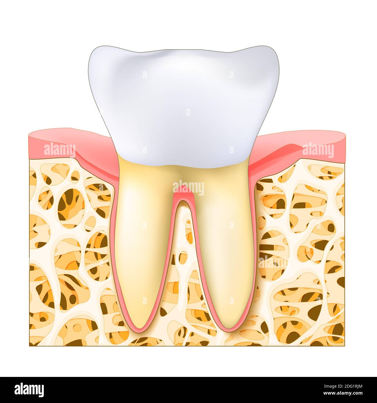 Realistischer Molar- oder Prämolar-Zahn des Menschen. Gesunde weiße Zähne, Zahnfleisch und Knochen. Editierbare Vektordarstellung. Medizinisches Bild für Poster Stockfoto