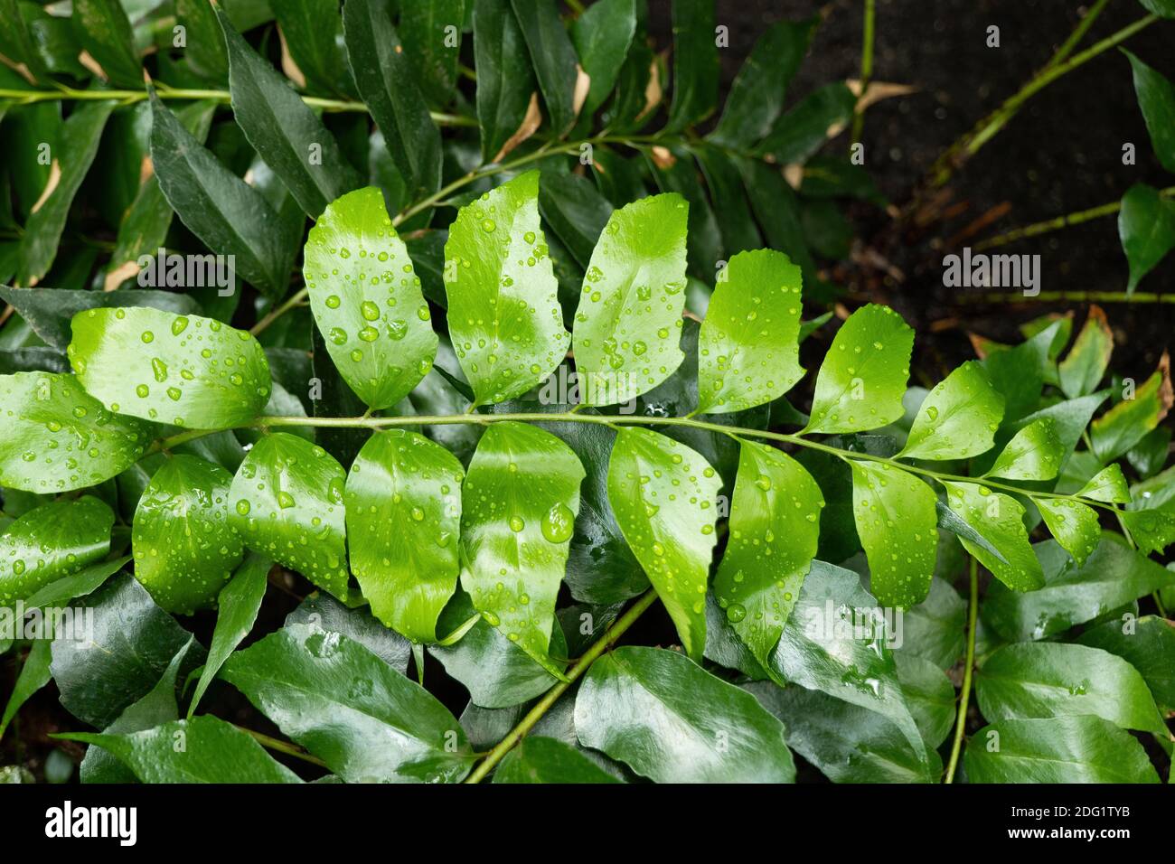 Cyrtomium falcatus, gebräuchliche Namen: Hauskrautfarn oder japanischer Stechfarn, mehrjährige Pflanze aus Ostasien, Familie: Dryopteridaceae Stockfoto