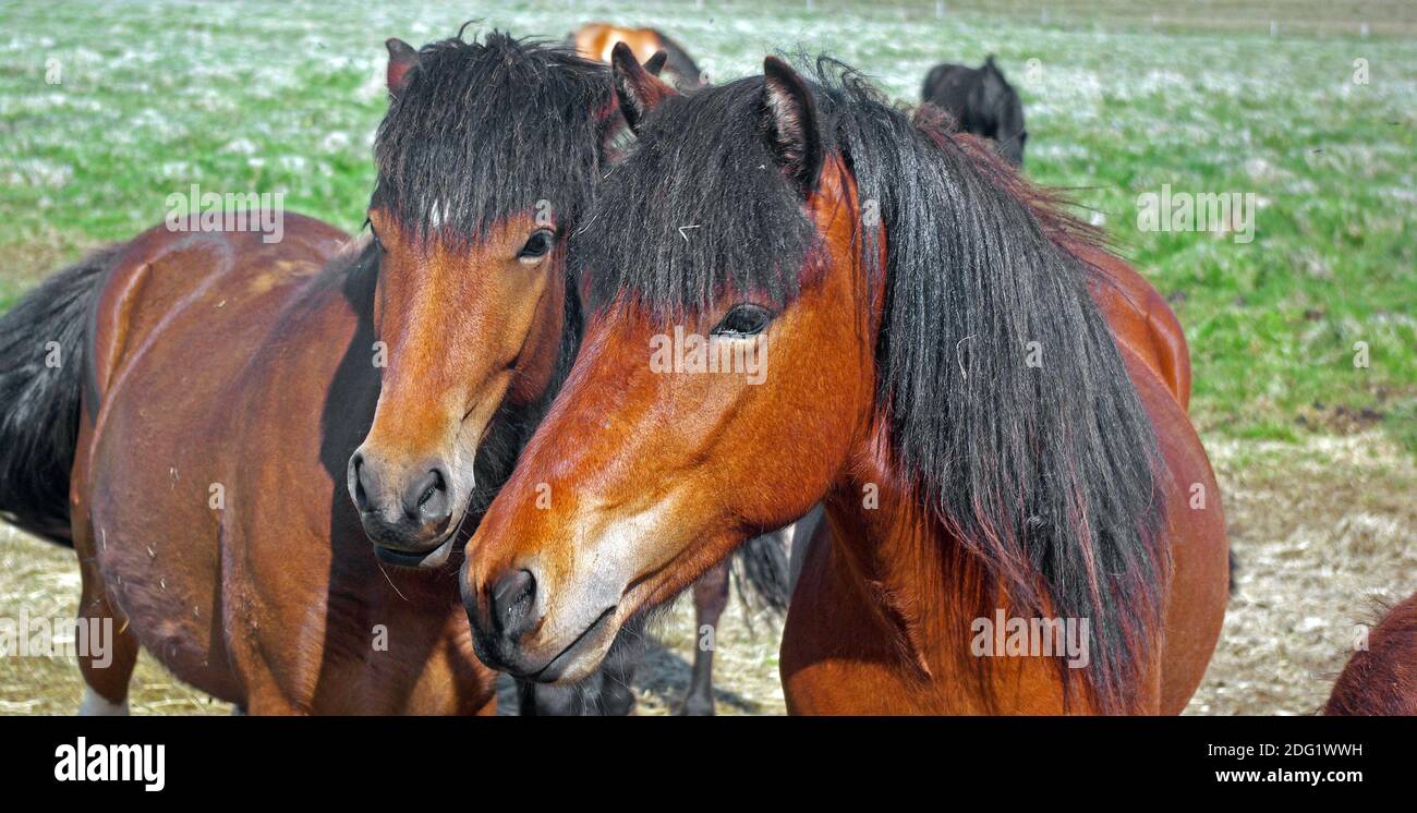 Wahre Isländer Stockfoto