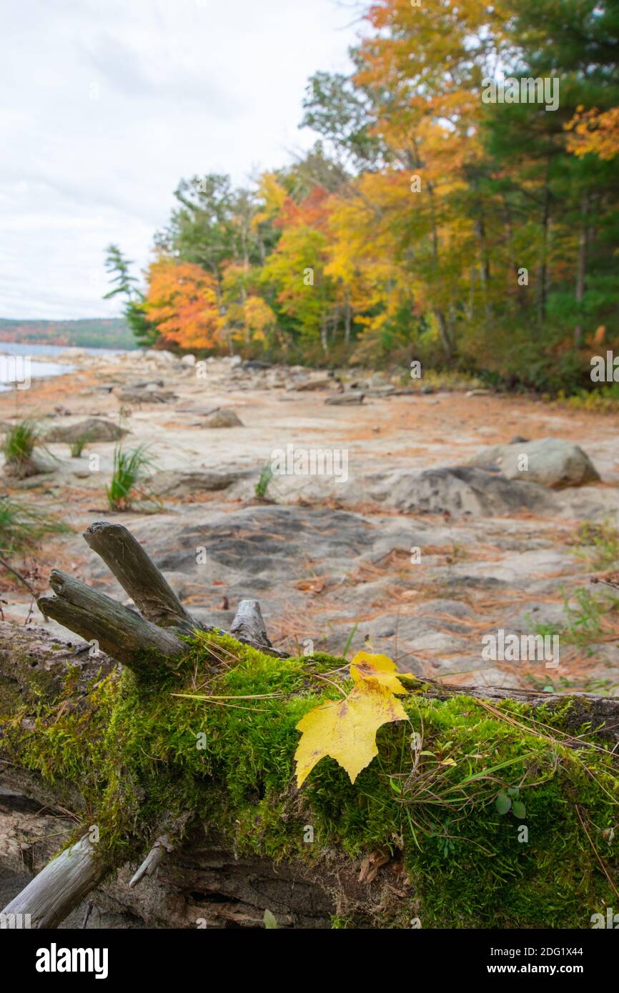 Ein einzelnes gelbes Ahornblatt ruht auf einem moosigen Baumstamm an einem New England Ufer. Stockfoto